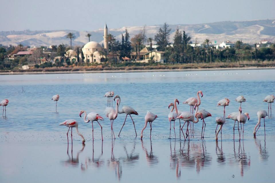 The White House Villa Larnaca Exterior photo
